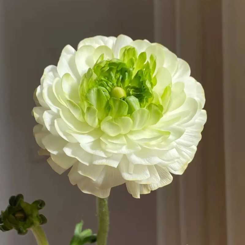 Multicolor Ranunculus Seeds