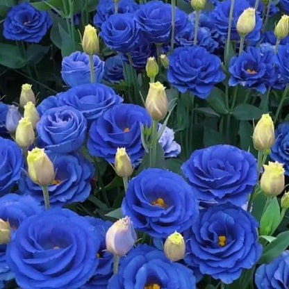 💜Mix Color Lisianthus Seeds