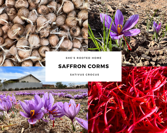 Large Saffron Corms - 10 Count