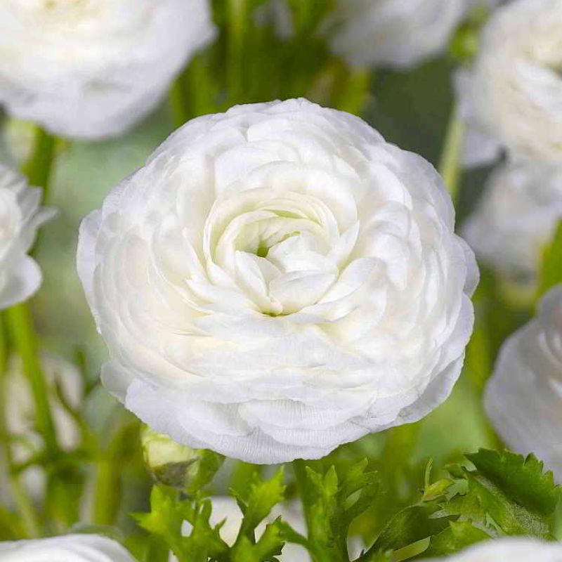 Multicolor Ranunculus Seeds