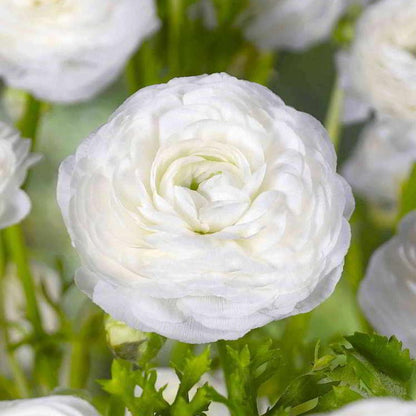 Multicolor Ranunculus Seeds